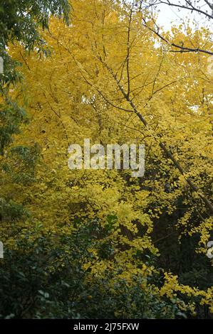 Gingko Blätter kontrastieren schön auf dem Bürgersteig und auf den Bäumen Stockfoto