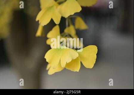 Gingko Blätter kontrastieren schön auf dem Bürgersteig und auf den Bäumen Stockfoto