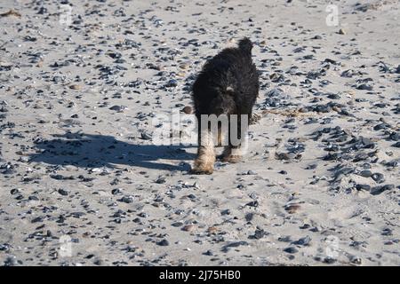 Goldendoodle am Ostseestrand. Der Hund läuft zum Besitzer. Er genießt den Strand Stockfoto