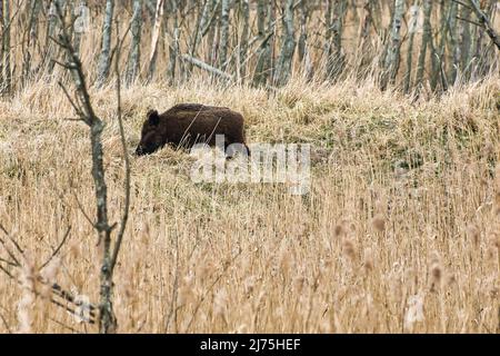 Wildschwein im nationalpark darss auf der Halbinsel Zingst. Freiwildlebende Säugetiersuche. Tieraufnahme während einer Wanderung Stockfoto