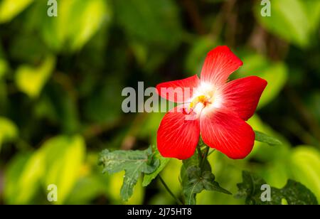 Nahaufnahme einer Schönheit der roten Blume (Hisbiscus martianus), Familie Hibiscus, in flachem Fokus Stockfoto