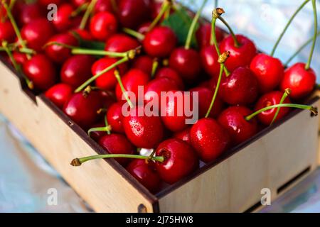 Unschärfe-Nahaufnahme-Box, Crape von dunkelroten Süßkirschen mit Schwanz und Blättern auf weißem Hintergrund. Sommerfrüchte und Beeren. Ernte und Ernte Stockfoto