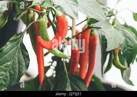 Nahaufnahme von roten und grünen Chilischoten auf der Pflanze Stockfoto