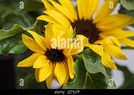 Nahaufnahme mit selektivem Fokus auf blühende gelbe Sonnenblumen Stockfoto