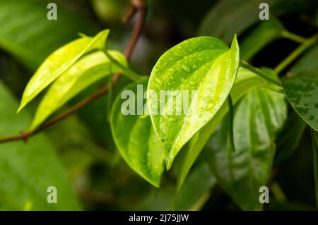 Grüne Betel (Piper betle) Blätter mit Wasserspritzer, in flachem Fokus Stockfoto