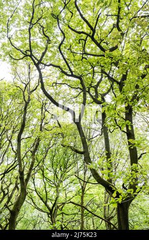 Verdrehte alte Eichen im Frühjahr, als sich ihre Blätter im Wald, Warwickshire, England, zu bilden beginnen. Stockfoto