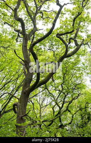 Verdrehte alte Eichen im Frühjahr, als sich ihre Blätter im Wald, Warwickshire, England, zu bilden beginnen. Stockfoto