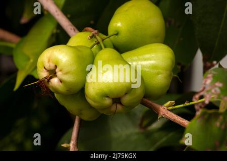 Junge Wasseräpfel Früchte (Syzygium aqueum) auf seinem Baum, bekannt als Rosenäpfel oder wässrige Rosenäpfel Stockfoto