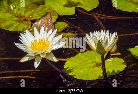 Helle bunte Seerosen in einem Teich Stockfoto