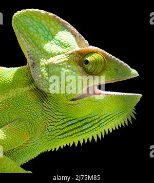 Chameleon-Kopf isoliert. Schwarzer Hintergrund. Weibliches Jemen-Chamäleon mit offenem Mund und Blick nach vorne. Stockfoto