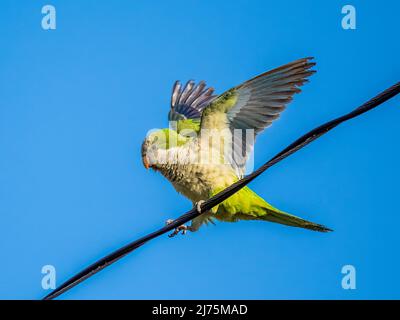 Wilde Sittiche, die auf einer elektrischen Leitung gegen einen blauen Himmel im Südwesten von Florida, USA, sitzen Stockfoto