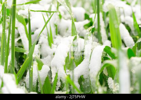 Schnee auf der Getreideernte - schlechtes Wetter Stockfoto