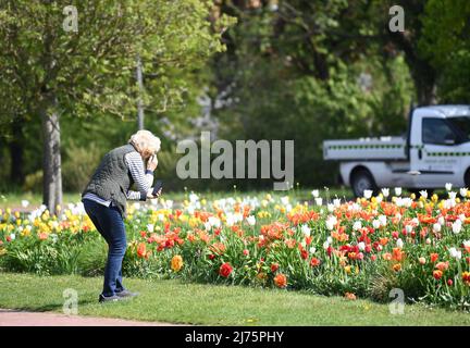 Berlin, Deutschland. 6.. Mai 2022. Eine Frau fotografiert im Britzer Garten in Berlin, der Hauptstadt Deutschlands, am 6. Mai 2022. Quelle: Ren Pengfei/Xinhua/Alamy Live News Stockfoto