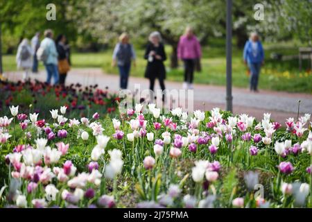 Berlin, Deutschland. 6.. Mai 2022. Menschen besuchen den Britzer Garten in Berlin, der Hauptstadt Deutschlands, 6. Mai 2022. Quelle: Ren Pengfei/Xinhua/Alamy Live News Stockfoto