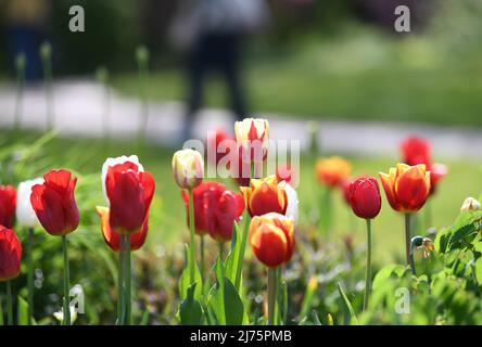 Berlin, Deutschland. 6.. Mai 2022. Das Foto vom 6. Mai 2022 zeigt Tulpen im Britzer Garten in Berlin, der Hauptstadt Deutschlands. Quelle: Ren Pengfei/Xinhua/Alamy Live News Stockfoto