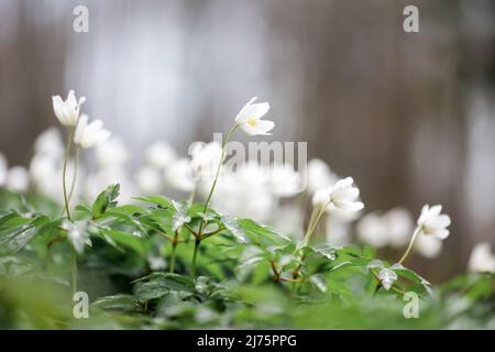 Weiße Holzanemone blüht in der Nähe des Frühlingswaldes. Waldwiese mit Primerose (Nemorosa) Blumen bedeckt Stockfoto