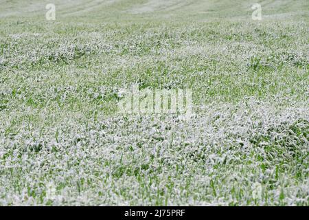 Schnee auf der Getreideernte - schlechtes Wetter Stockfoto