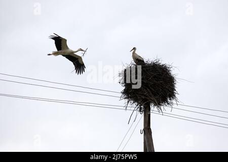 Weißer Storch mit Baumzweig im Schnabel, der in der Frühjahrssaison zu seinem Nest zurückkehrt. Das Nestgebäude des Storchs. Vogelfotografie Stockfoto