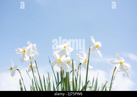 Weiße Narzissen Blumen im Garten auf blauem Himmel Hintergrund Stockfoto