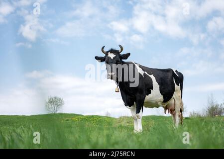 Schwarz-weiße Kuh auf grünem Feld. Weide mit üppigem grünen Gras und blauem Himmel Hintergrund Stockfoto