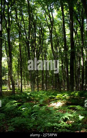 Ein Dickicht von wilden Farnen in einem dunklen Wald zwischen riesigen Bäumen. Vertikales Foto. Stockfoto