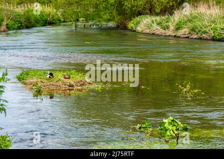 River Stour bei Canterbury in Kent, England Stockfoto