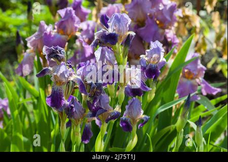 Nahaufnahme von lila Irisblüten, verschiedene Frühlings- und Frühsommer Stockfoto