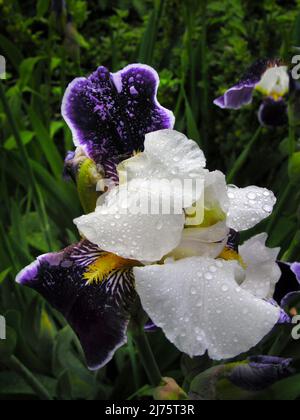 Regen fällt nach Regen Lila-weiße Iris mit selektivem Fokus auf einen verschwommenen Hintergrund, Nahaufnahme, Rebsorte Stockfoto