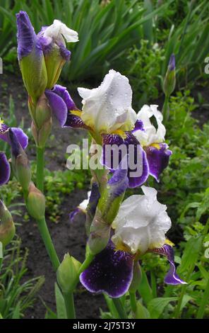 Regen fällt nach Regen Lila-weiße Iris mit selektivem Fokus auf einen verschwommenen Hintergrund, Nahaufnahme, Rebsorte Stockfoto