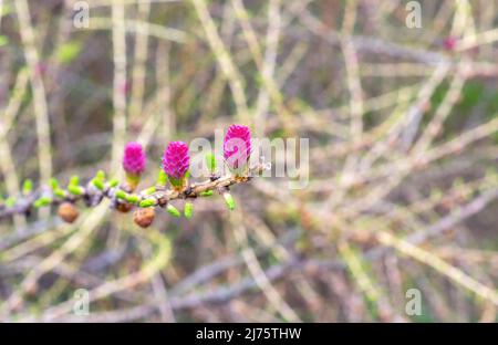 Zweig mit jungen violetten Zapfen der europäischen Lärche. Junger magentafarbener Lärchenkegel, der auf einem dünnen Zweig wächst. Stockfoto