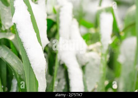 Schnee auf der Getreideernte - schlechtes Wetter Stockfoto