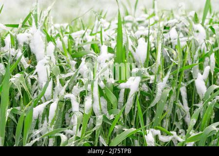 Schnee auf der Getreideernte - schlechtes Wetter Stockfoto