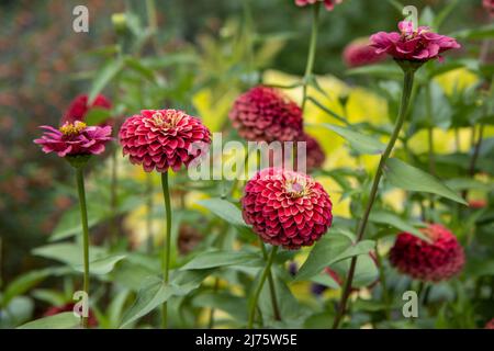 Dunkelrosa Zinnia blüht in einem Garten Stockfoto