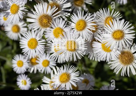 Weiße Gänseblümchen Blüht Aus Nächster Nähe Stockfoto