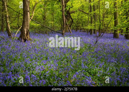 Frühlingsglocken in Oxhill Wood, Cotswolds, England Stockfoto