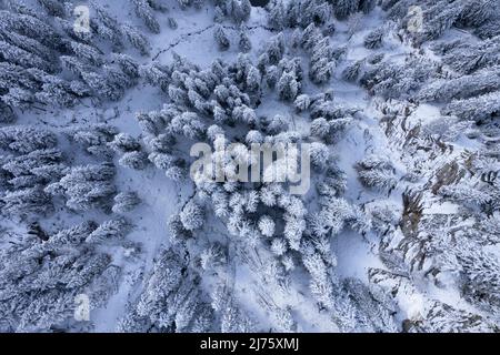 Schneebedeckte Tannenbäume im Winter, Blick von oben, Stockfoto