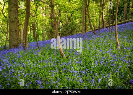 Frühlingsglocken in Oxhill Wood, Cotswolds, England Stockfoto