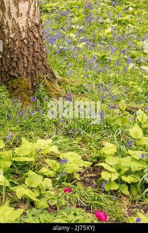 Intime Landschaft mit Bluegells und Husta Honigbellen, Kochbananen-Lilie 'Honigbells', Baumbasis, die das frühlingshafte Pflanzenporträt verankert Stockfoto