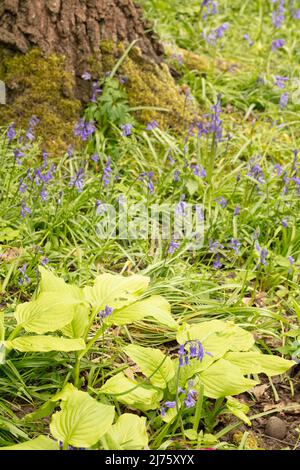 Intime Landschaft mit Bluegells und Husta Honigbellen, Kochbananen-Lilie 'Honigbells', Baumbasis, die das frühlingshafte Pflanzenporträt verankert Stockfoto