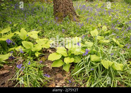 Intime Landschaft mit Bluegells und Husta Honigbellen, Kochbananen-Lilie 'Honigbells', Baumbasis, die das frühlingshafte Pflanzenporträt verankert Stockfoto