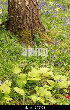 Intime Landschaft mit Bluegells und Husta Honigbellen, Kochbananen-Lilie 'Honigbells', Baumbasis, die das frühlingshafte Pflanzenporträt verankert Stockfoto