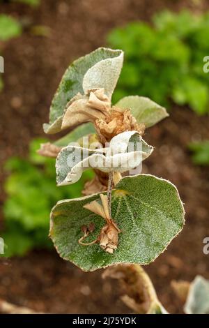 Statueske Begonia venosa, geädert Begonia, Pflanzenportrait in Nahaufnahme Stockfoto