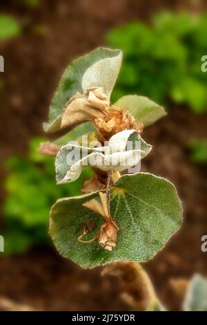 Statueske Begonia venosa, geädert Begonia, Pflanzenportrait in Nahaufnahme Stockfoto