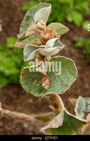 Statueske Begonia venosa, geädert Begonia, Pflanzenportrait in Nahaufnahme Stockfoto