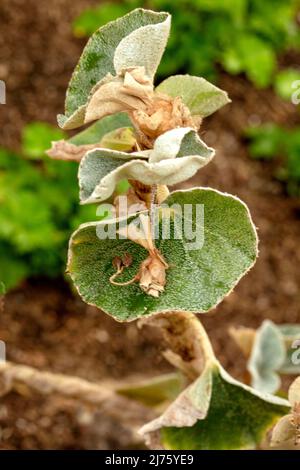 Statueske Begonia venosa, geädert Begonia, Pflanzenportrait in Nahaufnahme Stockfoto