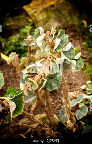 Statueske Begonia venosa, geädert Begonia, Pflanzenportrait in Nahaufnahme Stockfoto