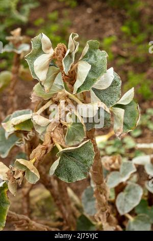 Statueske Begonia venosa, geädert Begonia, Pflanzenportrait in Nahaufnahme Stockfoto