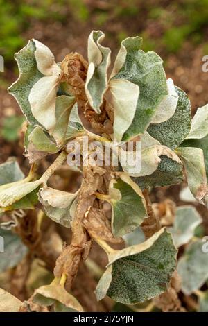 Statueske Begonia venosa, geädert Begonia, Pflanzenportrait in Nahaufnahme Stockfoto