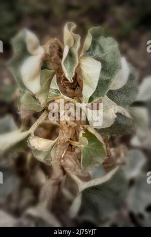 Statueske Begonia venosa, geädert Begonia, Pflanzenportrait in Nahaufnahme Stockfoto