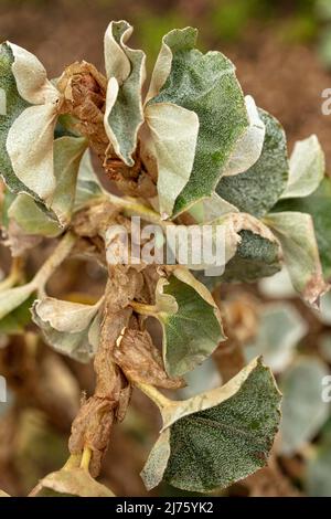 Statueske Begonia venosa, geädert Begonia, Pflanzenportrait in Nahaufnahme Stockfoto